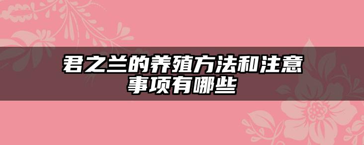 君之兰的养殖方法和注意事项有哪些