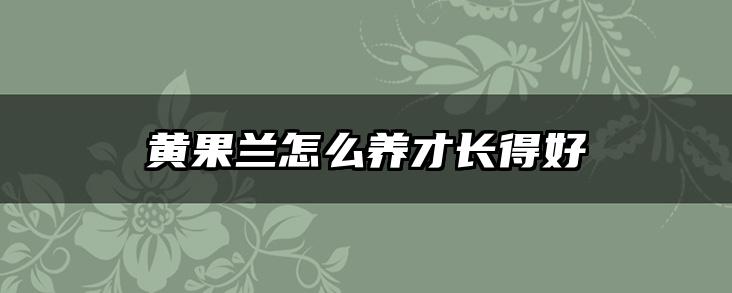 黄果兰怎么养才长得好