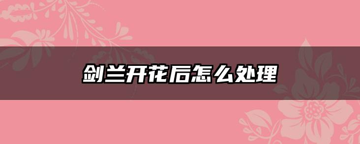 剑兰开花后怎么处理