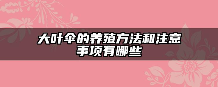 大叶伞的养殖方法和注意事项有哪些