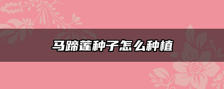 马蹄莲种子怎么种植