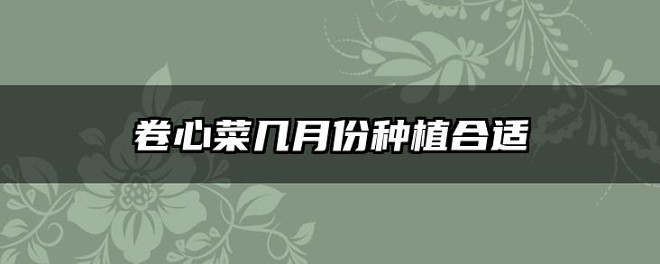 卷心菜几月份种植合适