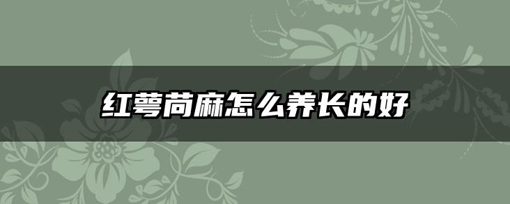 红萼苘麻怎么养长的好