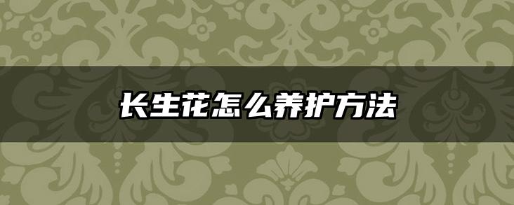 长生花怎么养护方法