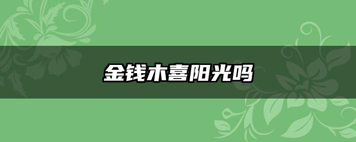 金钱木喜阳光吗