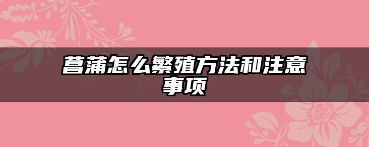 菖蒲怎么繁殖方法和注意事项