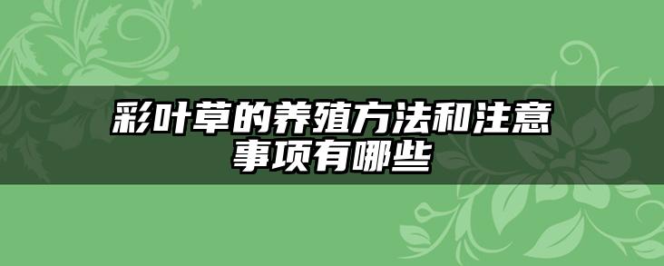 彩叶草的养殖方法和注意事项有哪些
