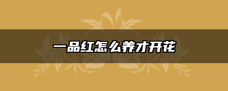 一品红怎么养才开花
