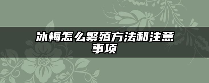 冰梅怎么繁殖方法和注意事项