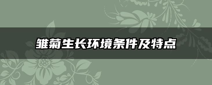 雏菊生长环境条件及特点