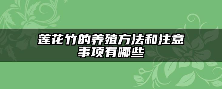 莲花竹的养殖方法和注意事项有哪些