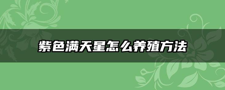 紫色满天星怎么养殖方法