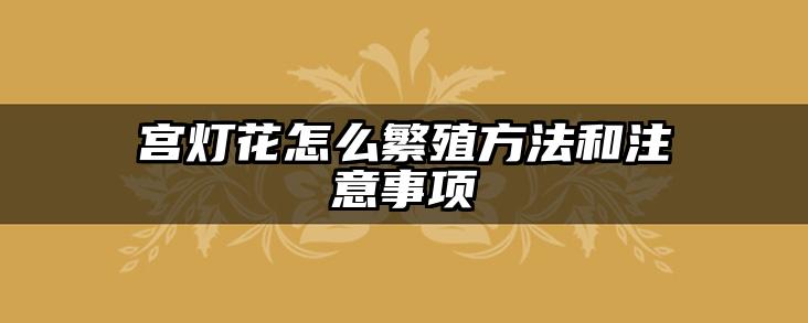 宫灯花怎么繁殖方法和注意事项