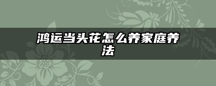 鸿运当头花怎么养家庭养法