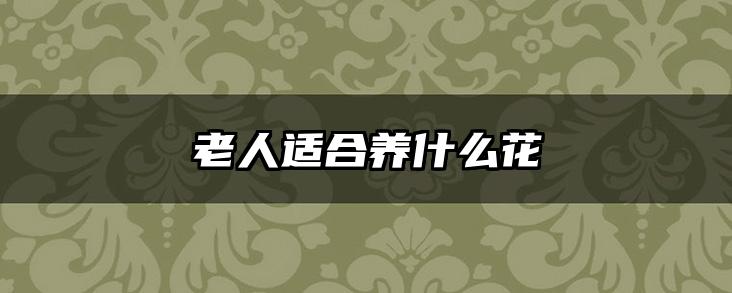 老人适合养什么花