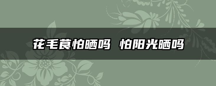 花毛茛怕晒吗 怕阳光晒吗