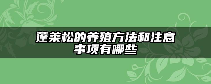 蓬莱松的养殖方法和注意事项有哪些