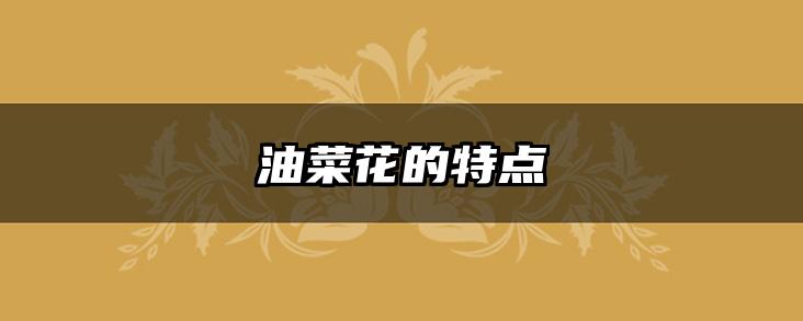 油菜花的特点
