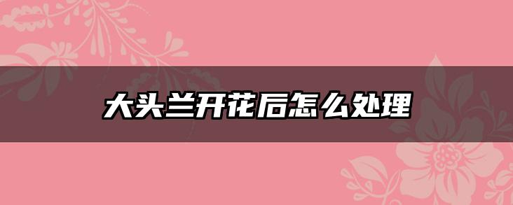 大头兰开花后怎么处理