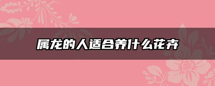 属龙的人适合养什么花卉