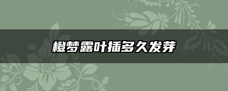 橙梦露叶插多久发芽