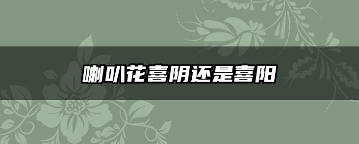 喇叭花喜阴还是喜阳