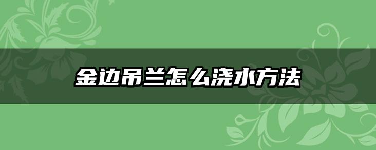 金边吊兰怎么浇水方法
