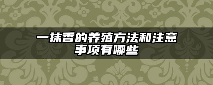 一抹香的养殖方法和注意事项有哪些