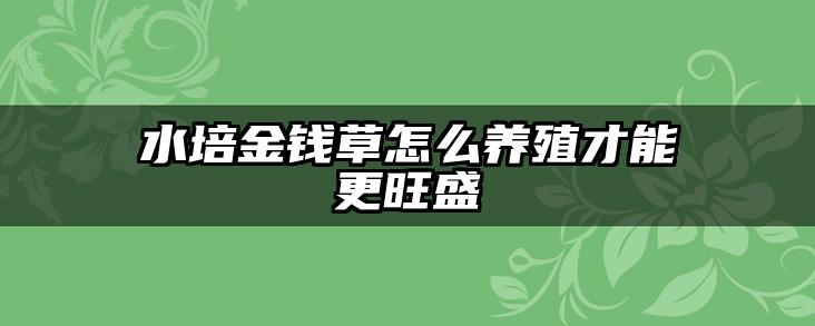 水培金钱草怎么养殖才能更旺盛