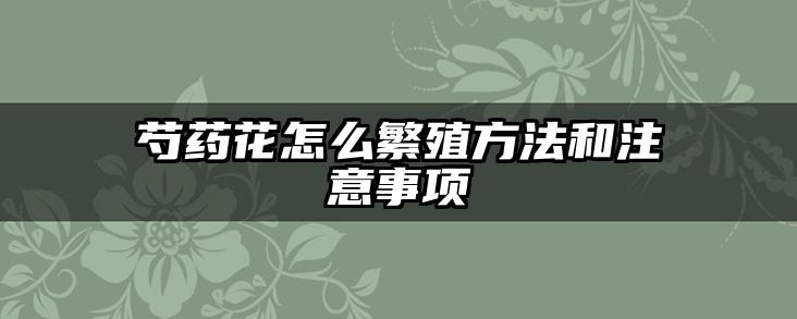 芍药花怎么繁殖方法和注意事项
