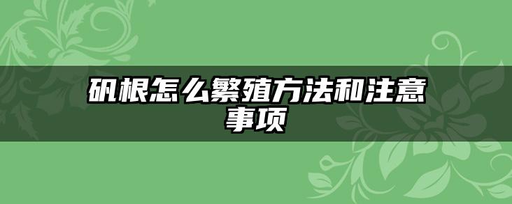 矾根怎么繁殖方法和注意事项