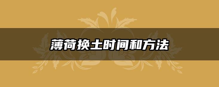 薄荷换土时间和方法
