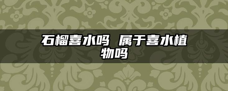 石榴喜水吗 属于喜水植物吗