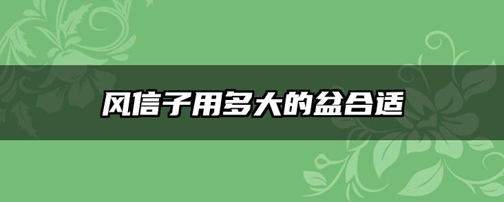 风信子用多大的盆合适