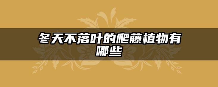 冬天不落叶的爬藤植物有哪些