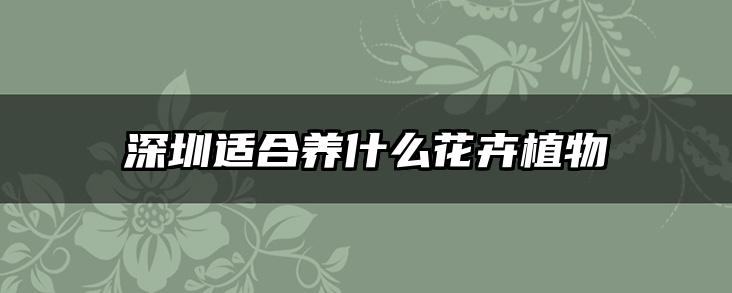 深圳适合养什么花卉植物