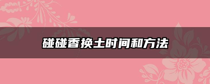 碰碰香换土时间和方法