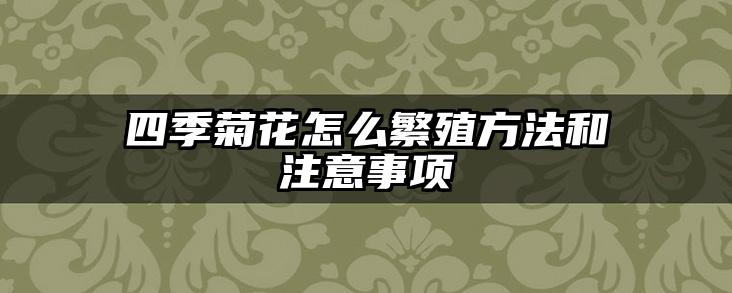 四季菊花怎么繁殖方法和注意事项