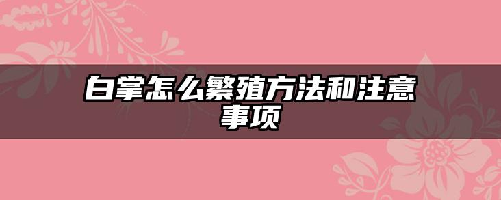 白掌怎么繁殖方法和注意事项