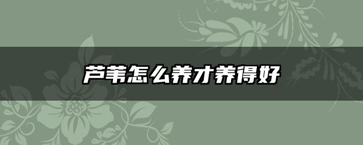 芦苇怎么养才养得好