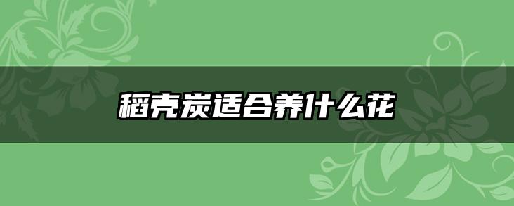 稻壳炭适合养什么花