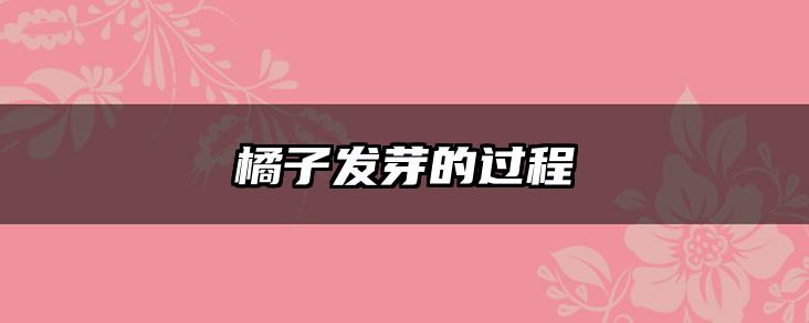 橘子发芽的过程