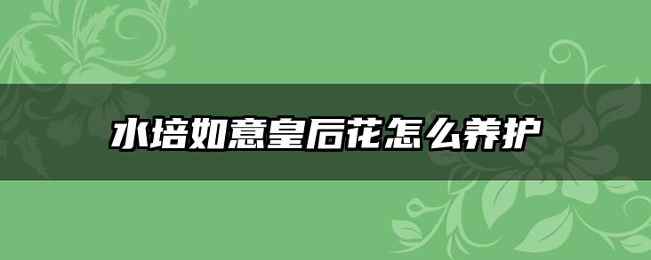 水培如意皇后花怎么养护