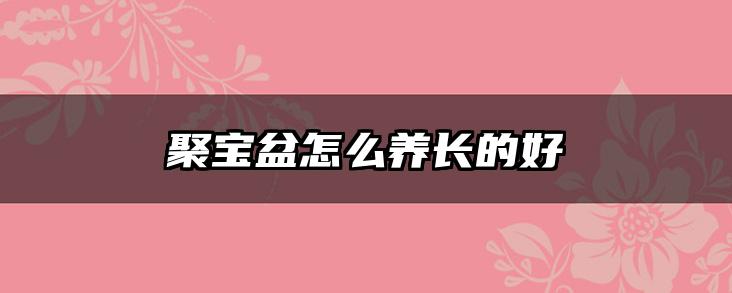 聚宝盆怎么养长的好