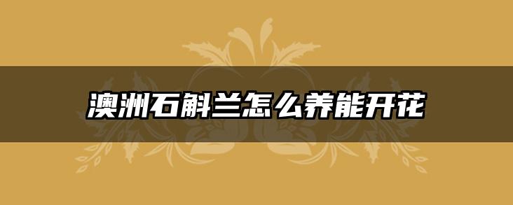 澳洲石斛兰怎么养能开花