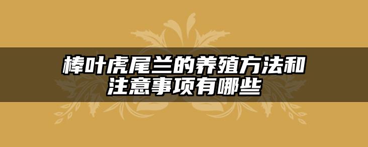 棒叶虎尾兰的养殖方法和注意事项有哪些