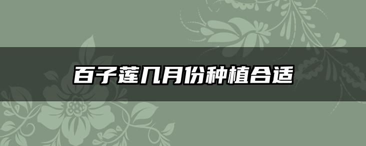 百子莲几月份种植合适