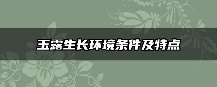 玉露生长环境条件及特点