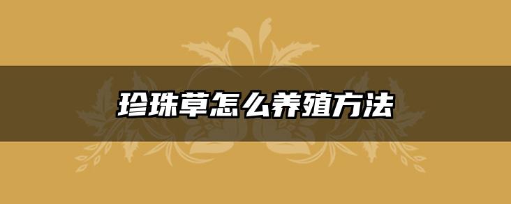 珍珠草怎么养殖方法