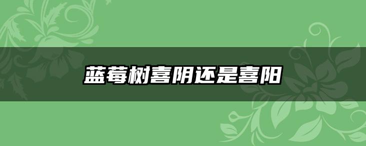 蓝莓树喜阴还是喜阳